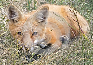 Playful Fox Kit in Grass