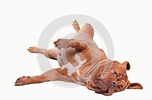 Playful French Mastiff of lying on the floor