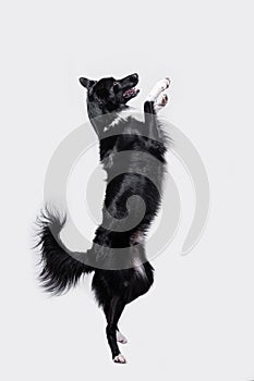 Playful full length border collie shepherd dog standing on two paws acrobatic jumping in the air isolated over white background