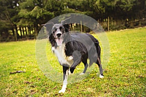 Playful full length purebred border collie dog funny face expression playing outdoors in the city park. Adorable attentive puppy