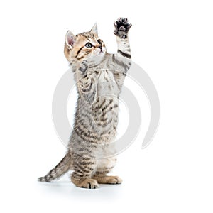 Playful funny kitten looking up. isolated on white