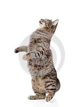 Playful funny kitten looking up. isolated on white background