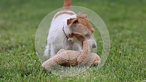 Playful funny pet dog puppy playing, chewing his toy, slow motion