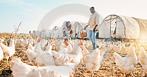 Playful, gay couple and chicken with black family on farm for agriculture, environment and bonding. Relax, lgbtq and