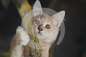 Playful ginger kitten hung on a branch and looking up, portrait of hunting cat , funny animals in nature