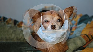 Playful ginger little dog chihuahua in a medical mask protects himself from the virus