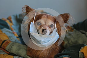 Playful ginger little dog chihuahua in a medical mask protects himself from the virus