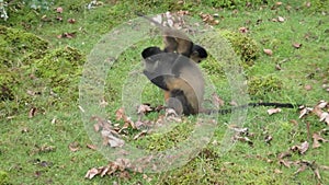 Playful golden monkey baby