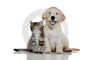 Playful golden retriever puppy and curious kitten share a charming moment together