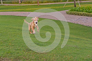 Playful golden retriever puppy running in the park