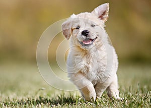 Playful golden retriever puppy