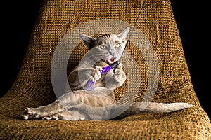 Playful Gray Burma Cat isolated on black background is playing the chair.