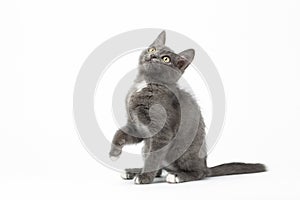 Playful Gray Kitty on White Background