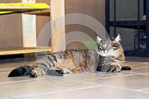 Playful gray shaggy cat at home closeup