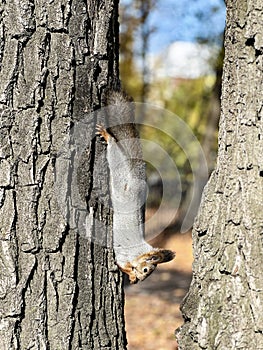 A playful gray squirrel hangs upside down on a tree trunk