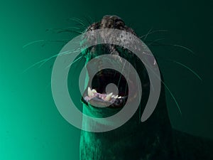 Playful grey seal