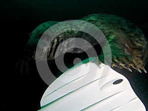 Playful grey seal