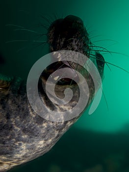 Playful grey seal