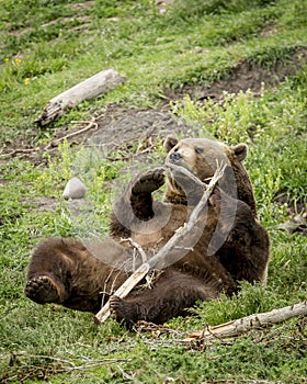 Playful grizzly with stick.