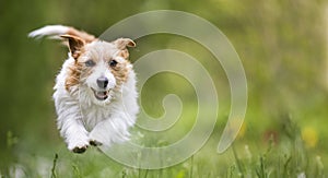 Playful happy active hyper dog running in the grass