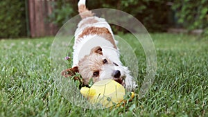 Playful happy dog puppy chewing, playing with a toy in the grass