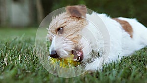 Playful happy dog puppy chewing a toy ball