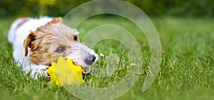 Playful happy dog puppy chewing a toy in the grass
