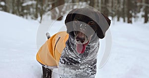 A playful happy dog in a snowy winter forest.