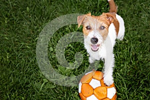 Playful happy dog with a toy ball in the grass, puppy playing