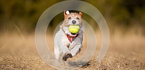 Playful happy pet dog playing with a tennis ball, web banner