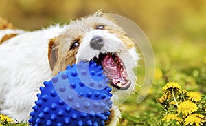 Playful happy pet dog puppy chewing, playing with a toy ball in the grass