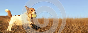 Playful happy pet dog puppy running in the grass with a ball