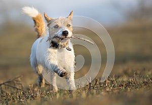 Playful happy running pet dog puppy playing with a stick