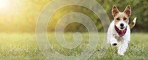 Playful happy smiling pet dog puppy walking in the grass, web banner