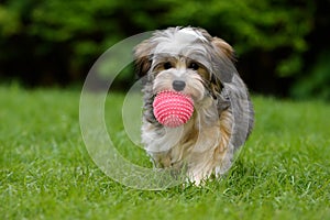 Playful havanese puppy brings a pink ball in the grass