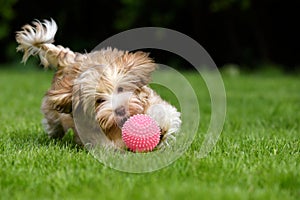 Playful havanese puppy chasing a pink ball