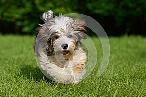 Playful havanese puppy run in the grass
