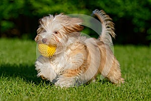 Playful havanese puppy walking with her ball