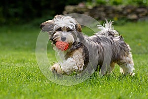 Playful havanese puppy walking with his ball