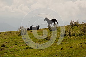 Playful horses on field in Asturias