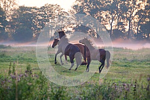 Playful horses on pasture at sunrise