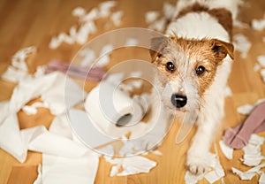 Playful hyperactive dog after chewing a toilet paper, puppy training photo
