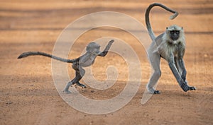 Playful Indian Langoor baby and mother at Tadoba Tiger reserve Maharashtra,India