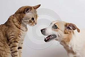 Playful interaction between light brown cat and white dog on white background