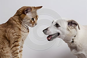 Playful interaction between light brown cat and white dog on white background