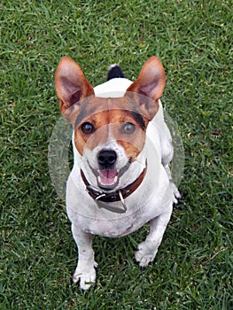 Playful jack russel dog looking at you