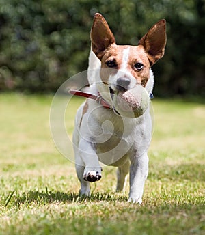Playful Jack Russell terrier wants to play ball