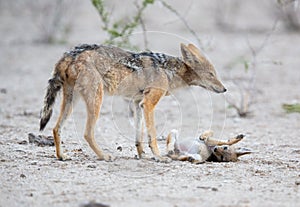 Playful Jackal baby