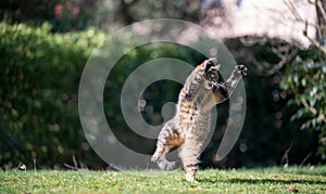 Playful jumping cat in garden