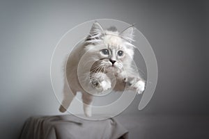 Playful jumping siberian kitten